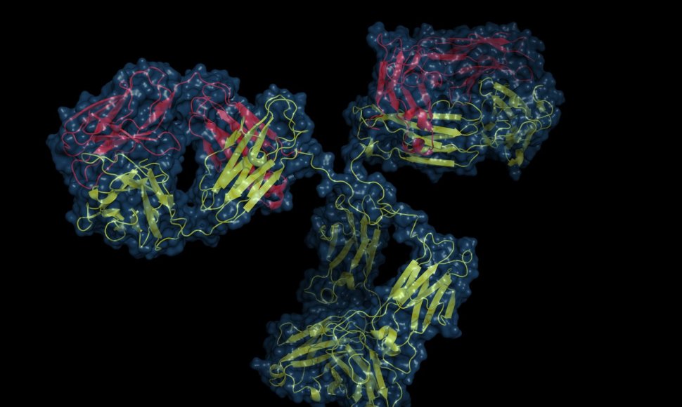 Štai taip atrodo baltymo imunoglobulino molekulė