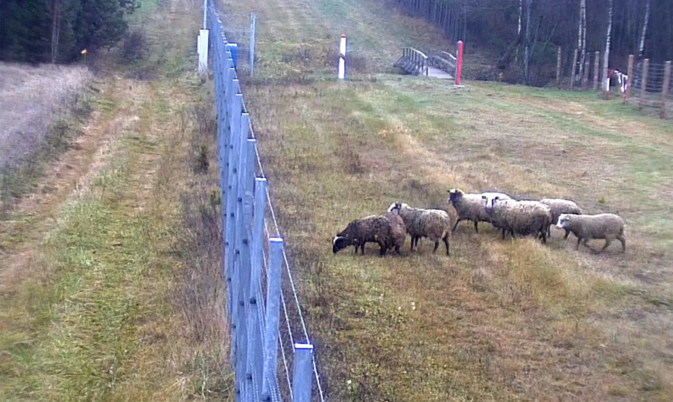 VSAT užfiksavo Baltarusijos sieną kertančias avis