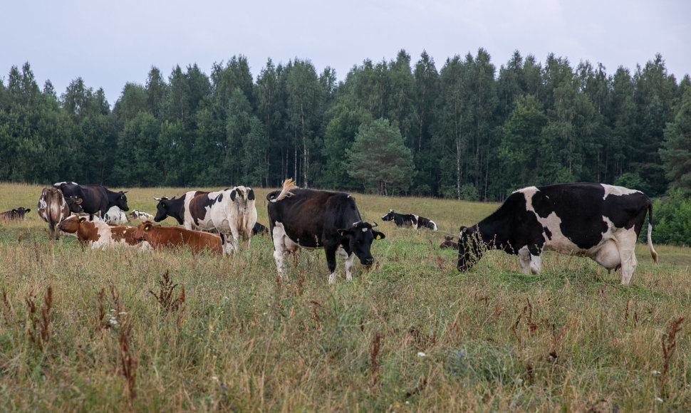 Jaunieji Prienų rajono ūkininkų ūkis