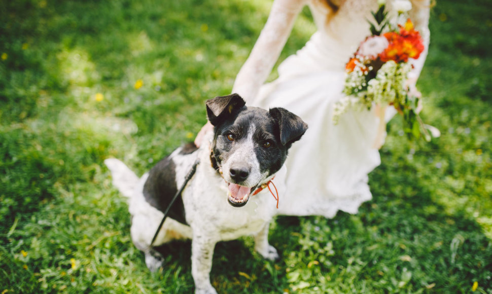 Šuo per vestuves 