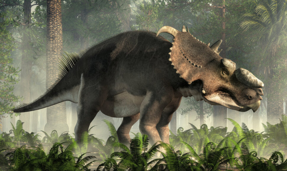 Pachyrhinosaurus