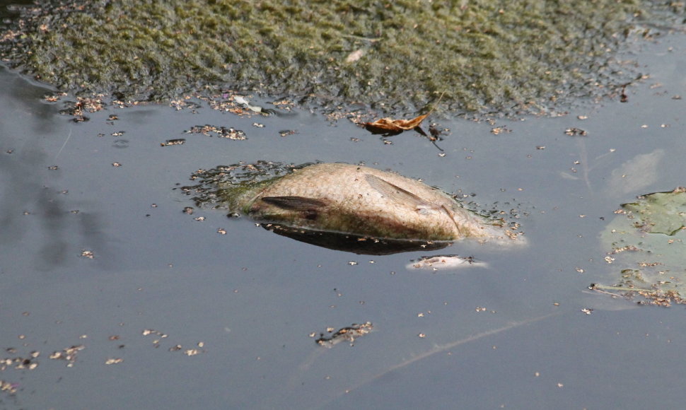 Nugaišusios žuvys Nevėžio upėje
