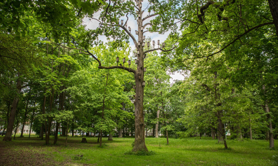 Kauno ąžuolyno parkas