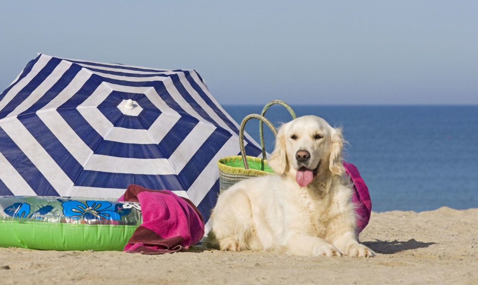 Šuo paplūdimyje