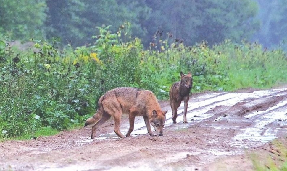 Medžiotojai teigia, kad vienišo vilko medžioklė bus varginanti ir sunki, tačiau tokį vilką pašalinti iš gamtos jiems privalu.
