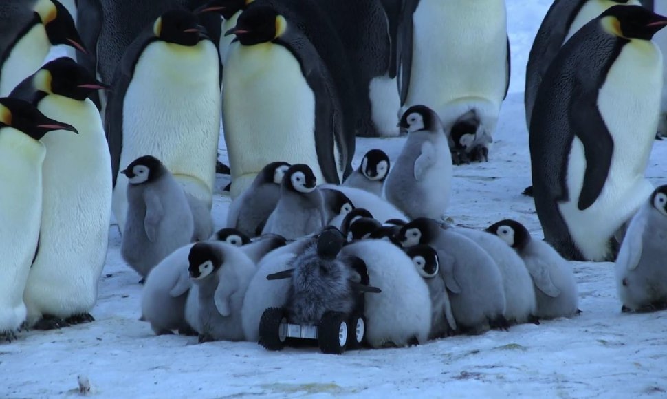 Pingvinas-šnipas glaudžiasi prie gyvūnų