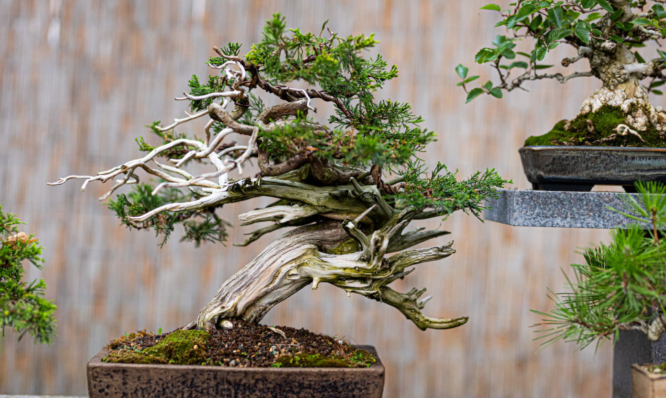 Kęstutis Ptakauskas – bonsai meno Lietuvoje pradininkas