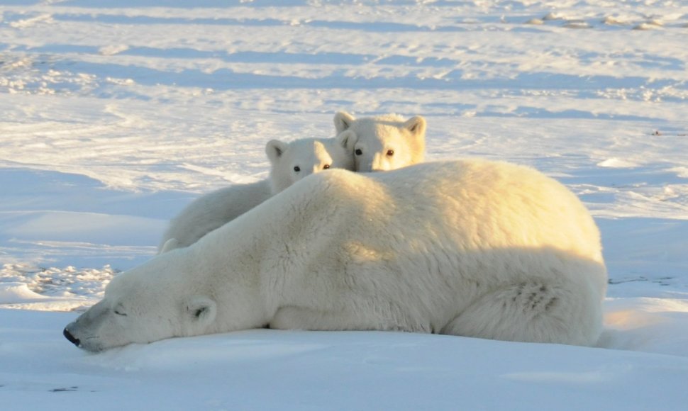 Baltojo lokio jaunikliai slepiasi už mamos