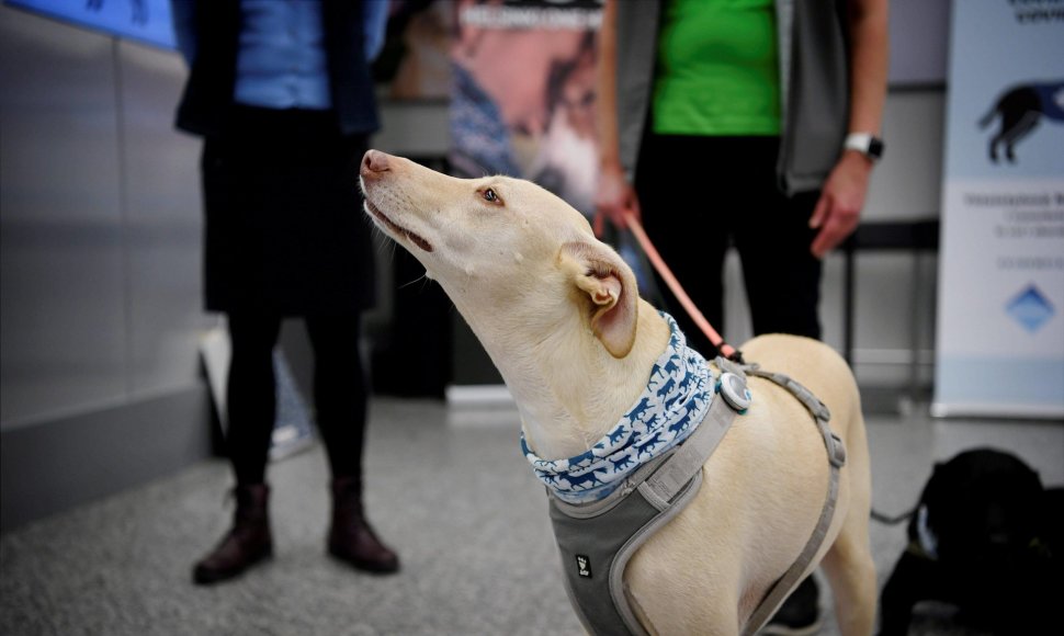 Helsinkio oro uoste šunys mokomi užuosti koronavirusą