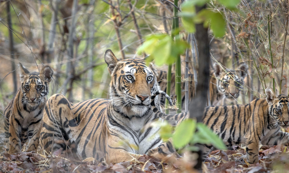 Indijos tigrė su jaunikliais