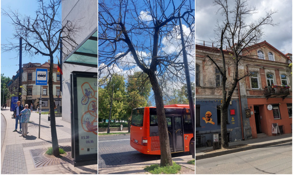 Vilniaus mieste nudžiūvę medžiai