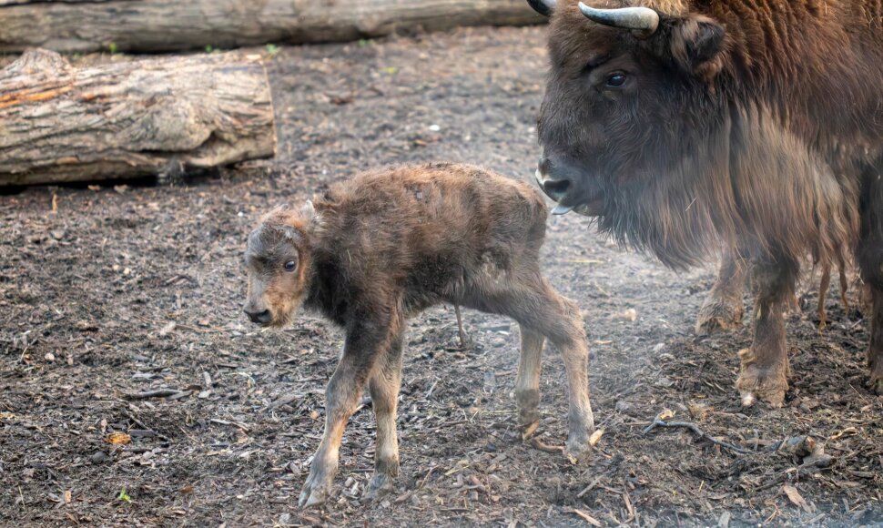 Lietuvos zoologijos sode gimė stumbriukas