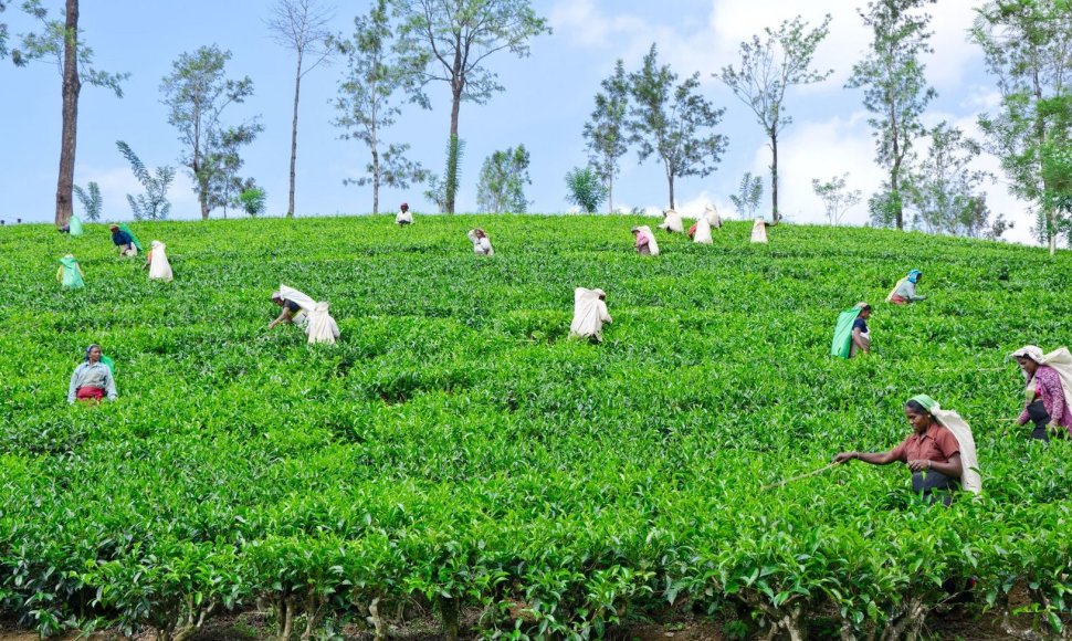 Šri Lankos arbatos plantacijos