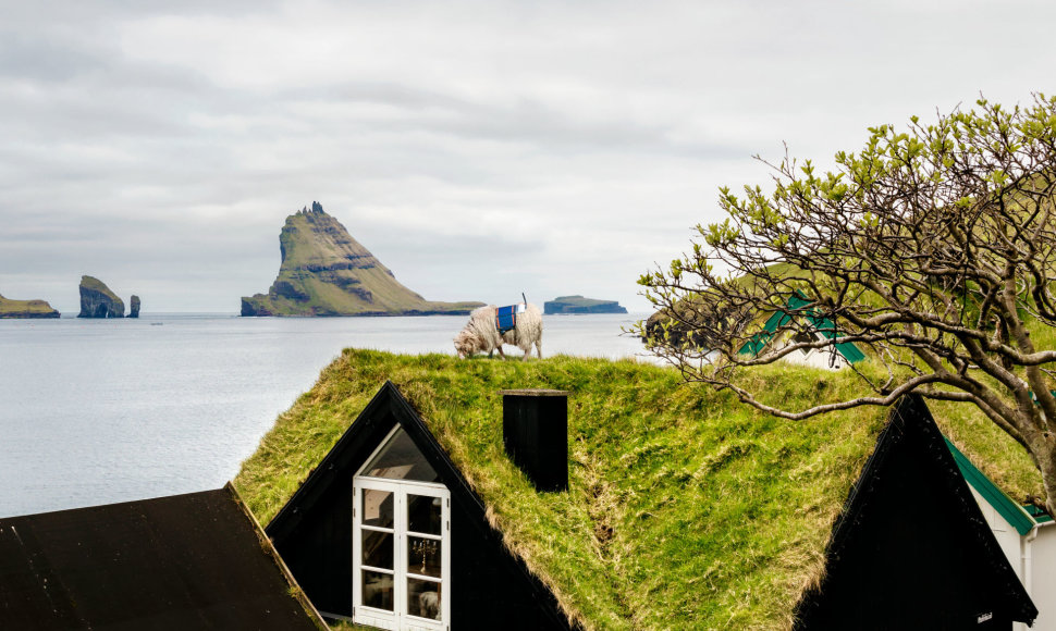 Farerų salų avys