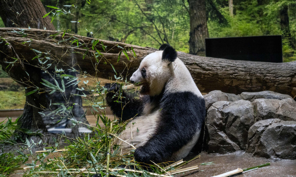 Panda Japonijos zoologijos sode / PHILIP FONG / AFP