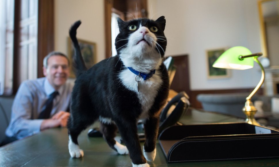 Katinas Palmerstonas
