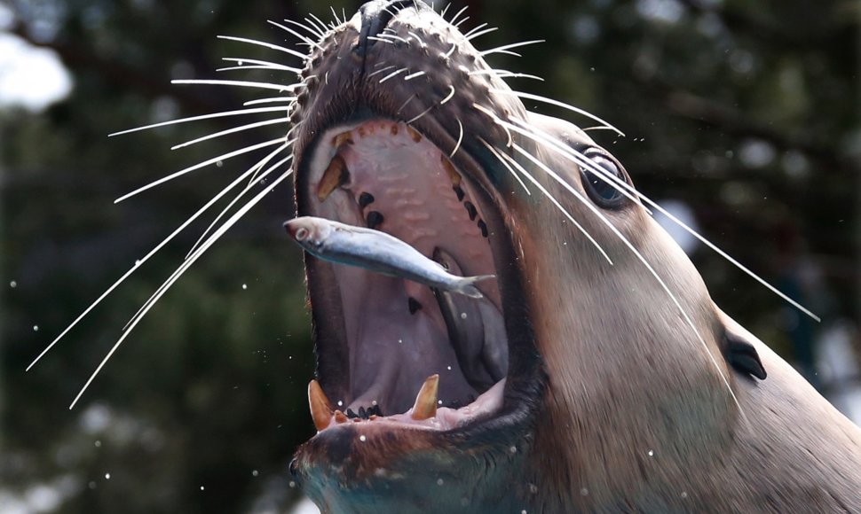 Šeriamas jūrų liūtas Prancūzijos zoologijos sode