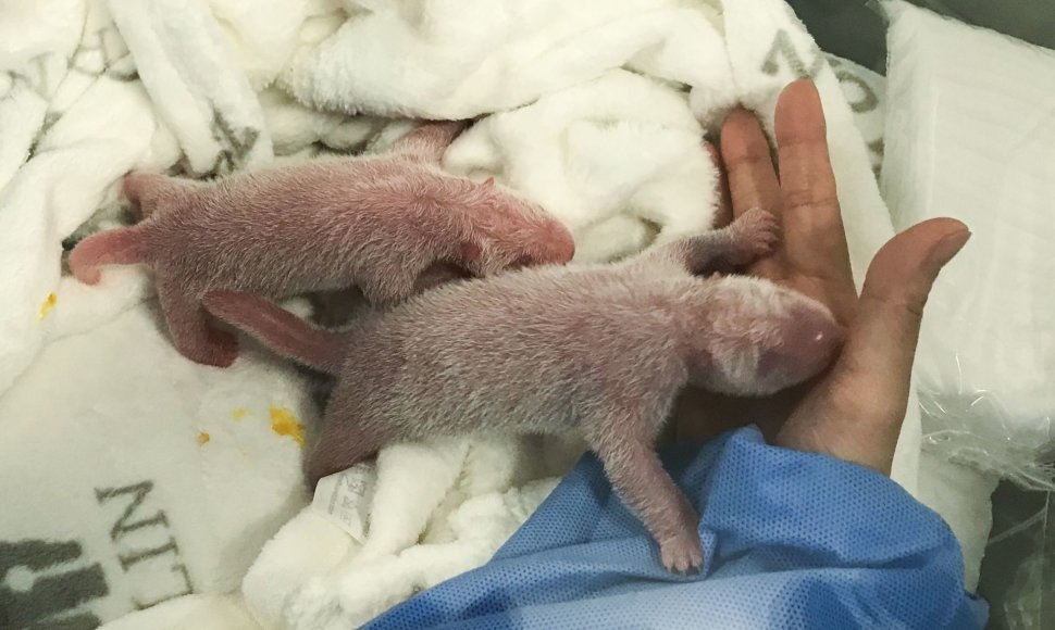 Berlyno zoologijos sode gimė du pandų mažyliai