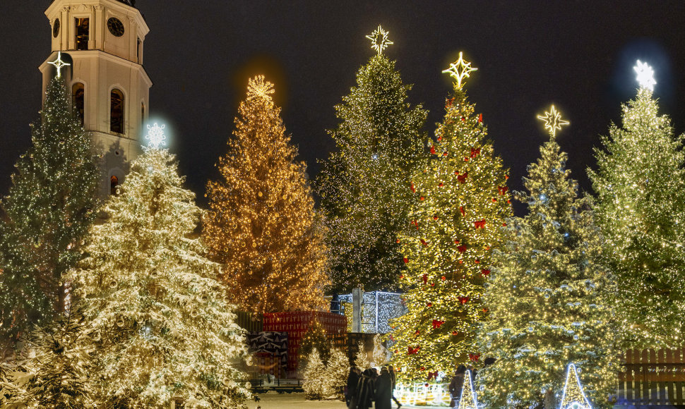 Miestuose papuoštos natūralios kalėdinės eglės