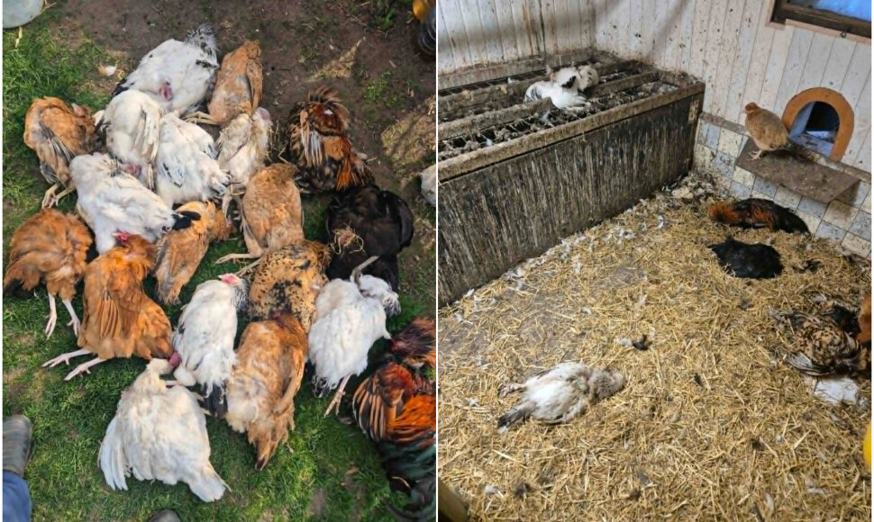Žagarėje papjauta 19 vištų
