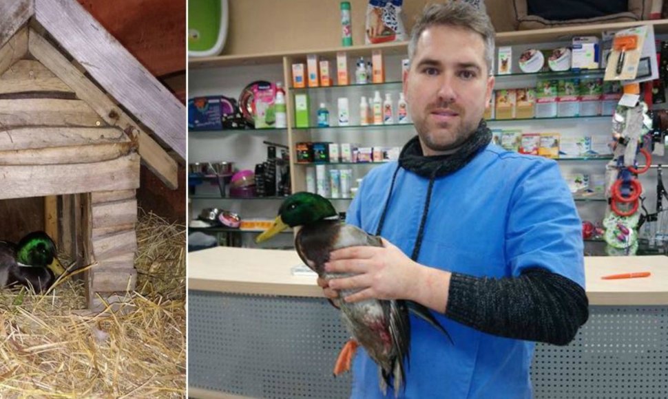 Veterinaras paaiškino, kaip reikės su paukščiu elgtis, kuo jį lesinti