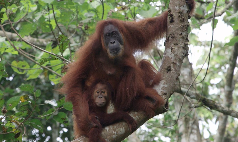 Orangutanas su jaunikliu