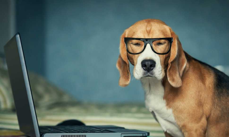 Šuo su akiniais