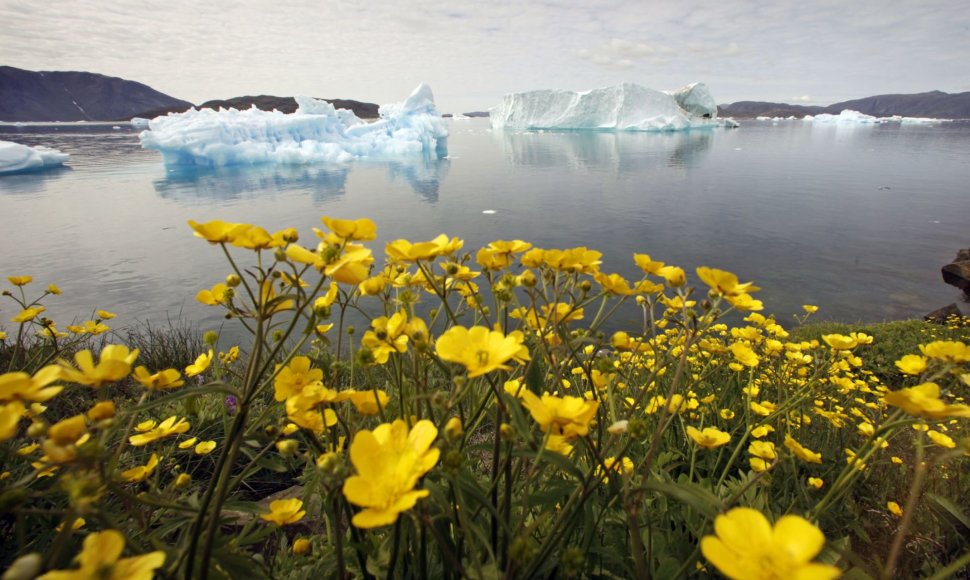 Nykstantys Grenlandijos ledynai