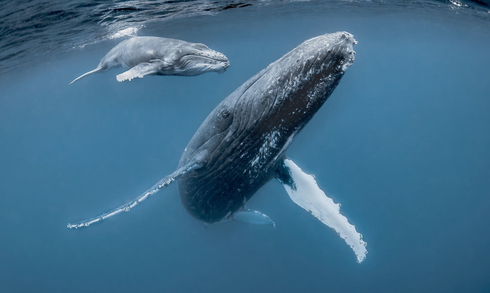 Kuprotieji banginiai – motina ir jauniklis