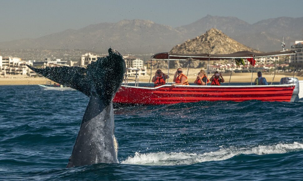 Kabosas (Los Cabos), Meksika