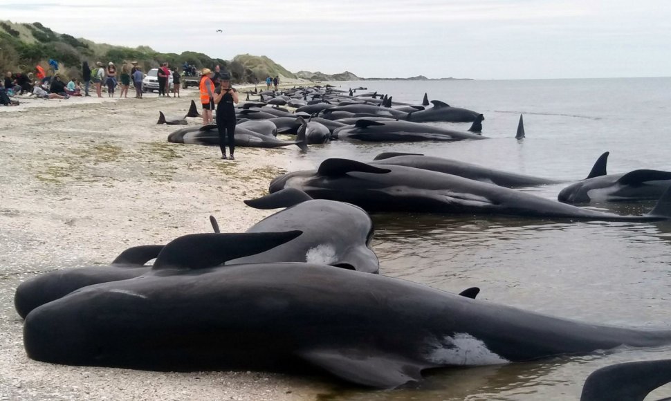 Naujojoje Zelandijoje į krantą išmesta šimtai negyvų delfinų