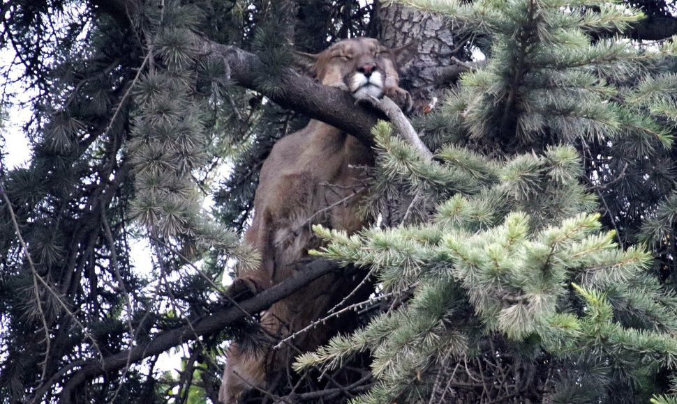 Čilės sostinėje iš medžio išgelbėta laukinė puma