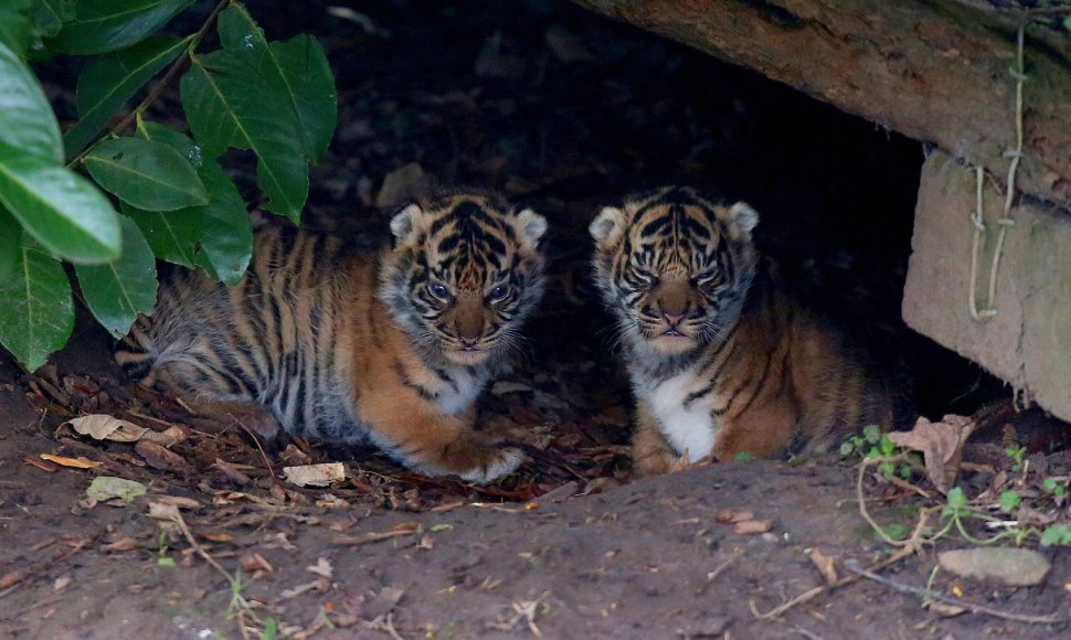 Sumatros tigro jaunikliai
