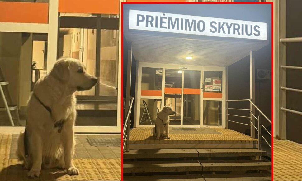 Šuo prie Rokiškio rajono ligoninės