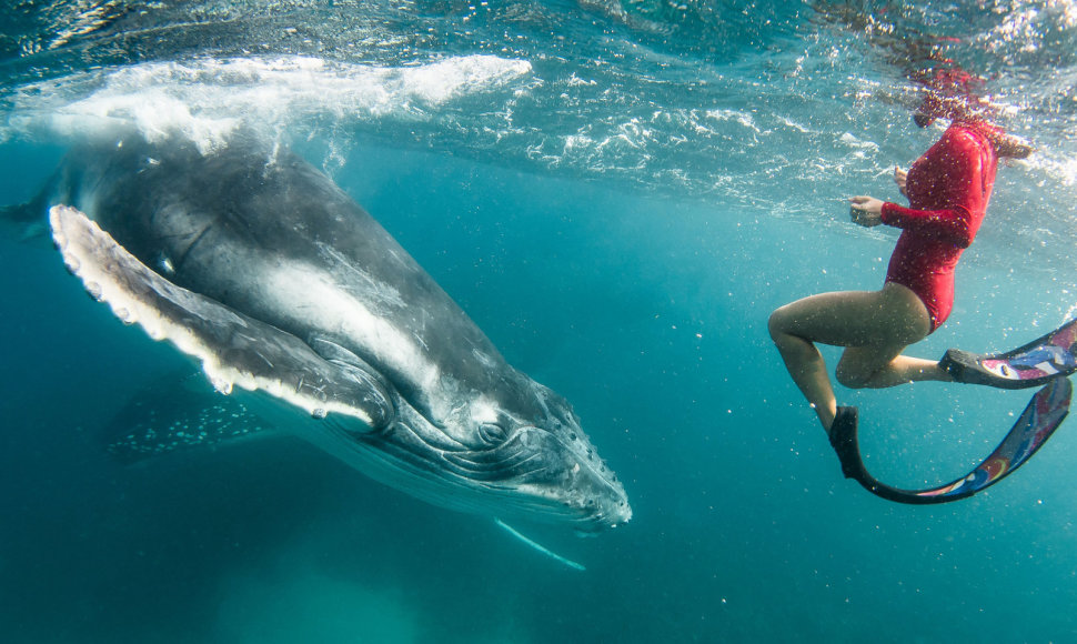 Prie Australijos krantų banginis uodega sunkiai sužalojo nardytoją