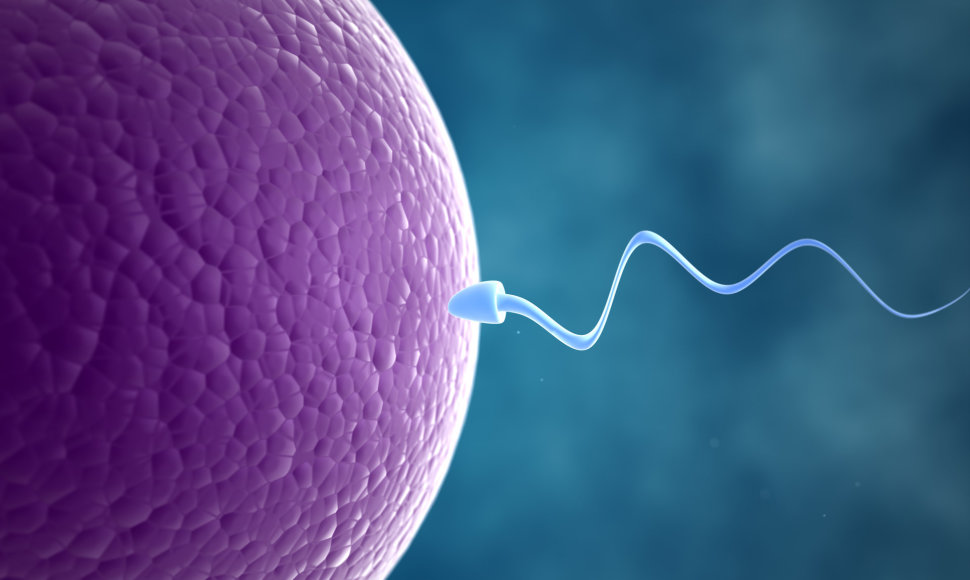 Spermos ląstelė