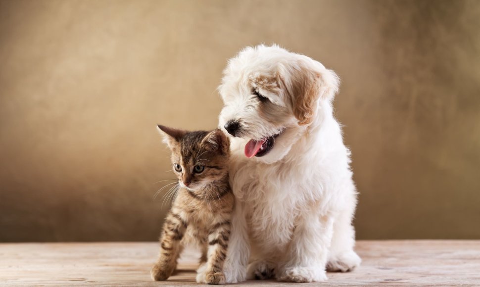 Katė ir šuo