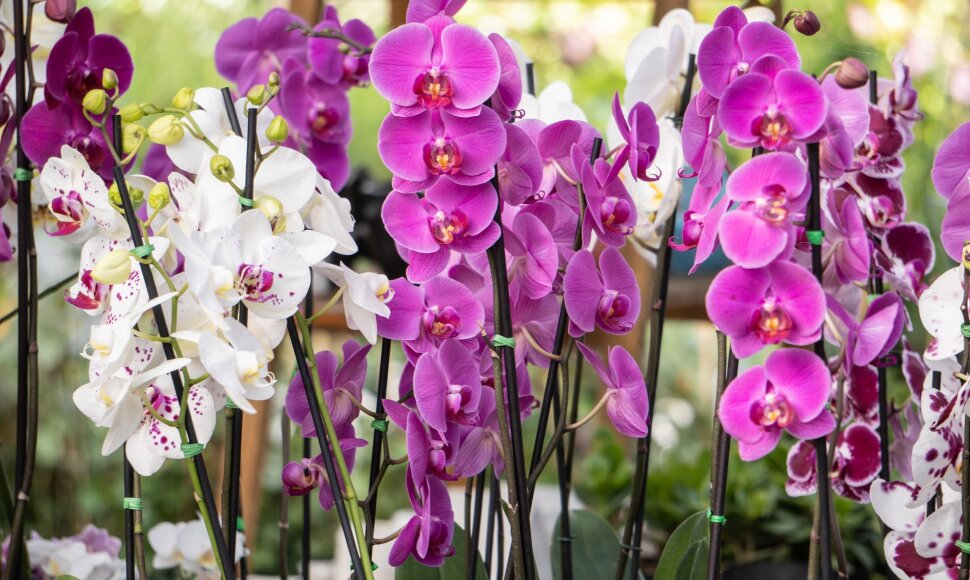 Orchidėjos