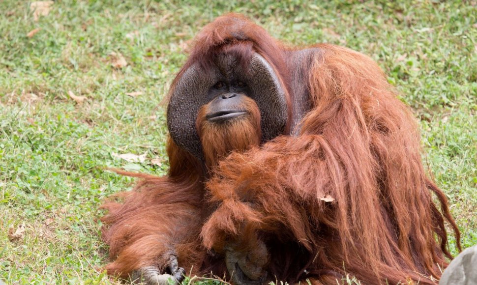 Orangutanas Čantekas