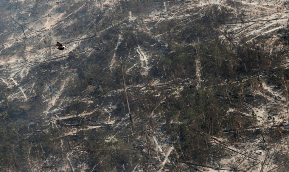 Virš išdegintų Amazonės džiunglių skrendantis vanagas vietos savo lizdui turės ieškotis kažkur kitur