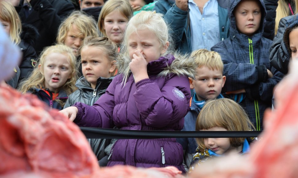 Danijos zoologijos sode skrodžiama liūtė