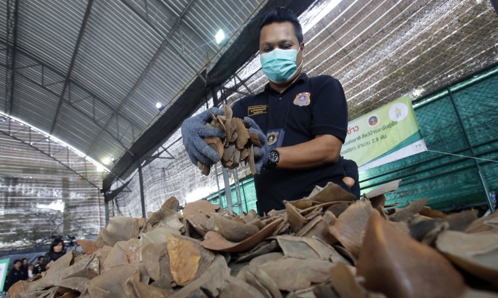 Tailando policija konfiskavo tris tonas skujuočių žvynų