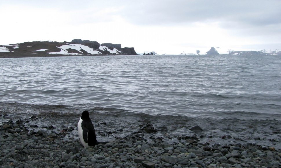 Pingvinas prie Antarkties