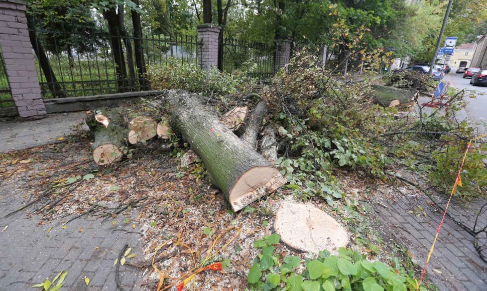 Vilniuje, Radvilų gatvėje nupjauti medžiai.