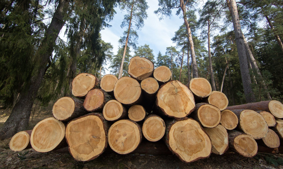 Kulautuvos bendruomenę neramina jau keletą metų gana gausiai  kertami miškai