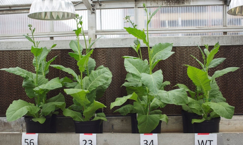 Rezultatai akivaizdūs: trys kairiau esantys tabako augalai išaugo gerokai didesni nei natūralus tabakas dešinėje
