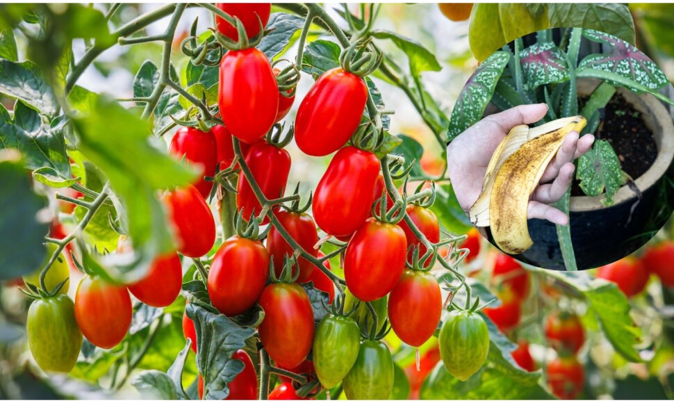 Ar bananų žievės padeda pomidorams augti?