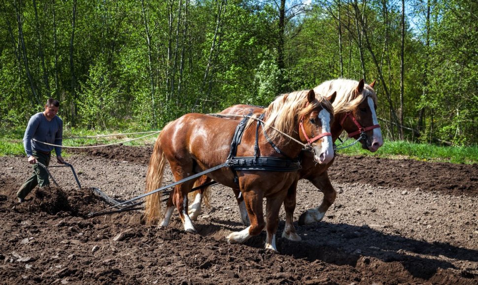 Pakruojo dvaro vasaros sezono atidaryme – sunkiųjų Lietuvos arklių varžybos