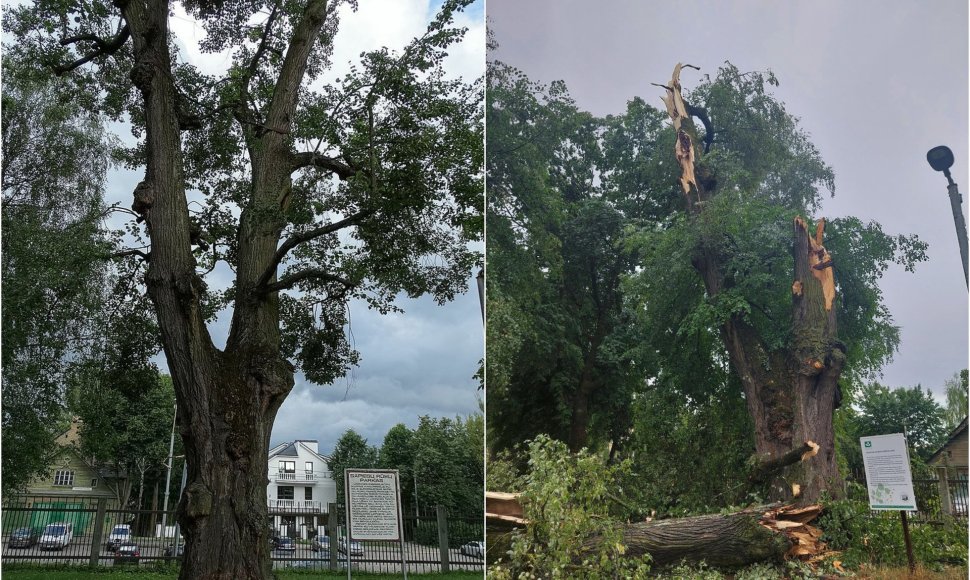 Senoji Sapiegų parko liepa neatlaikė audros