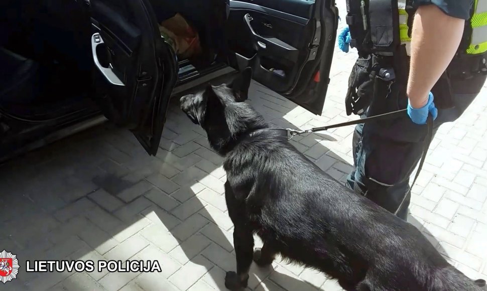 Tarnybinis policijos šuo Alfaras